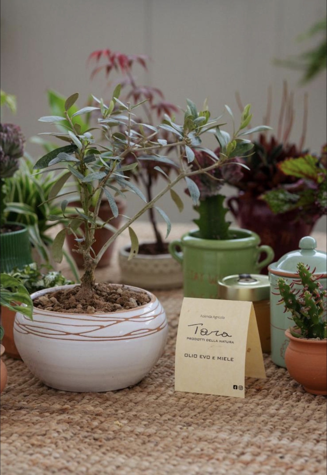 Dettaglio Greenery Lab con ulivo, ceramica e miele